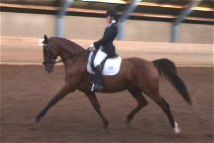 Dansk Varmblod Equs  billede 1