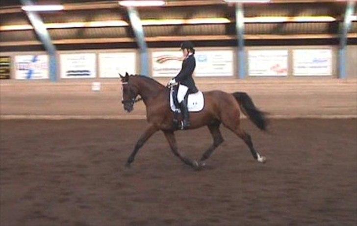 Dansk Varmblod Equs  billede 20