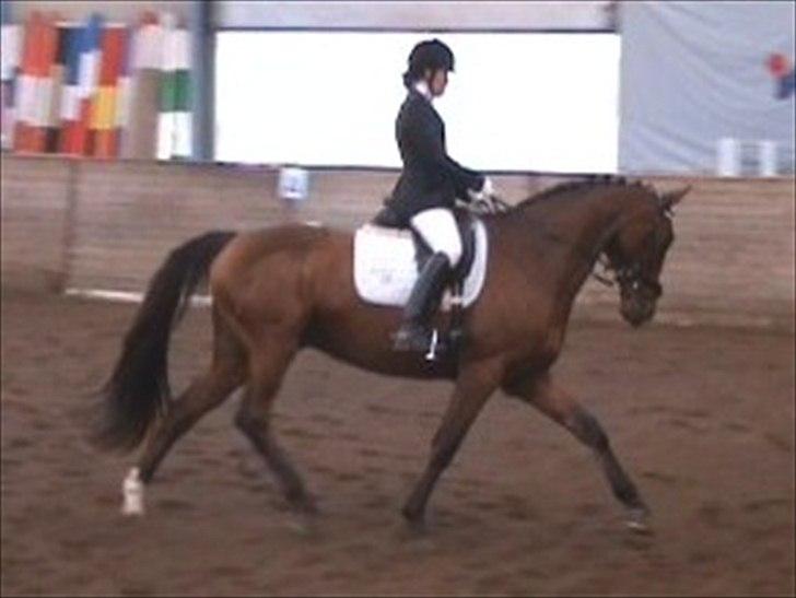 Dansk Varmblod Equs  billede 12