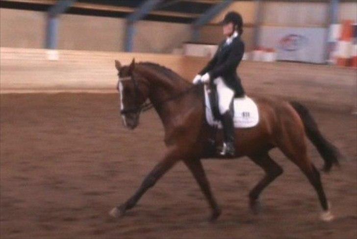 Dansk Varmblod Equs  billede 8
