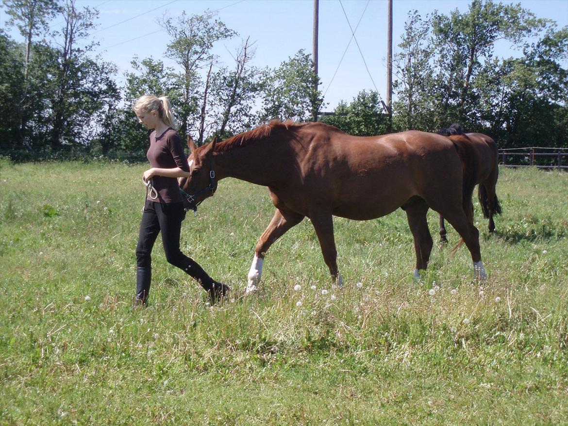 Dansk Varmblod Activ - En dejlig rund græsmave :-P Activ på sommerfold <3 billede 3