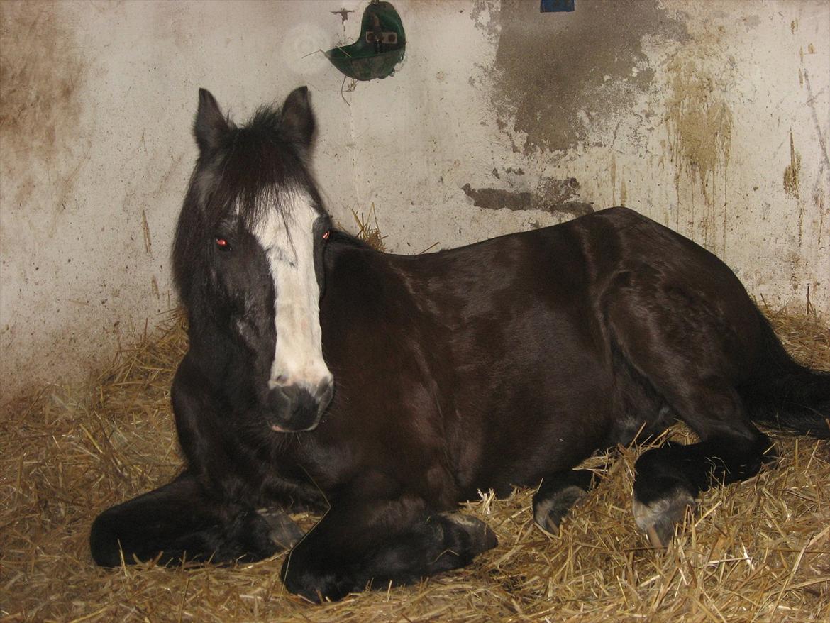 Anden særlig race Pondus - Pondus har lige sovet<3 billede 5