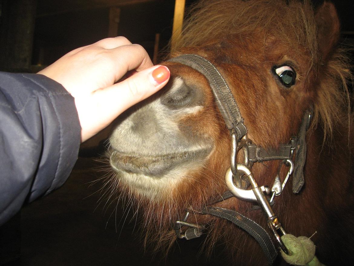 Miniature Laban - Se mit kønne hoved<3 billede 9