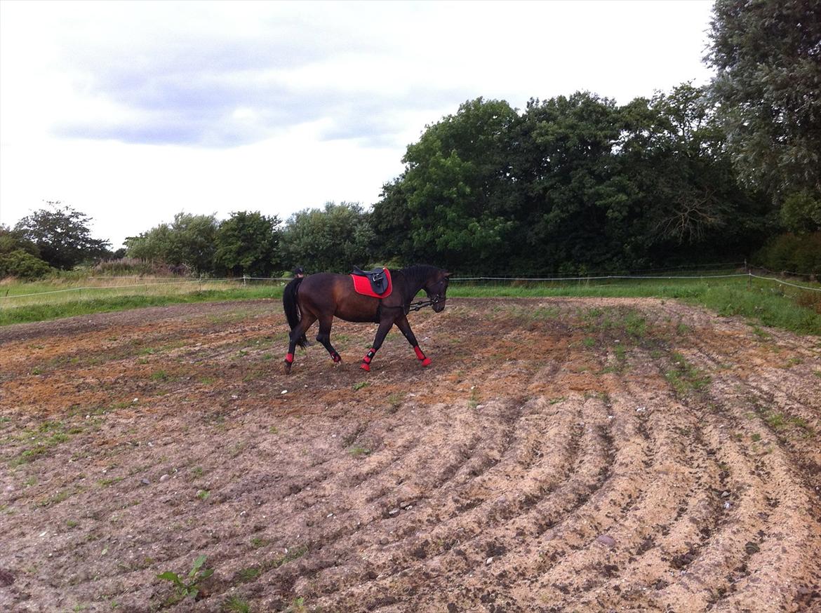 Oldenborg odessa billede 17