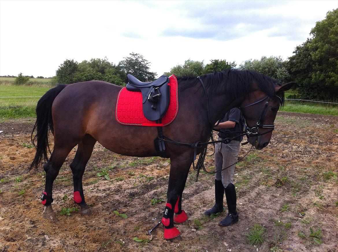 Oldenborg odessa billede 18