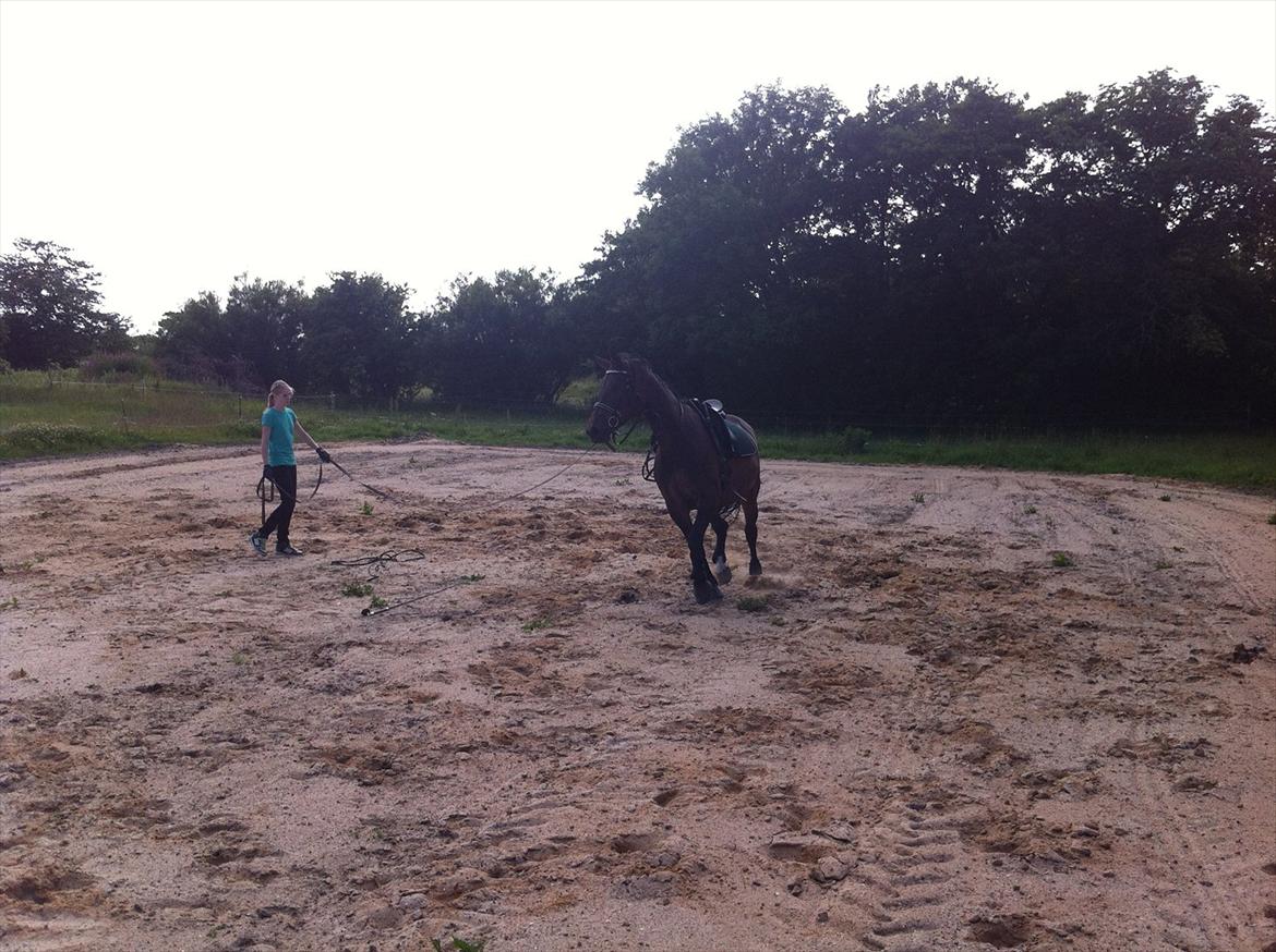 Oldenborg odessa billede 19