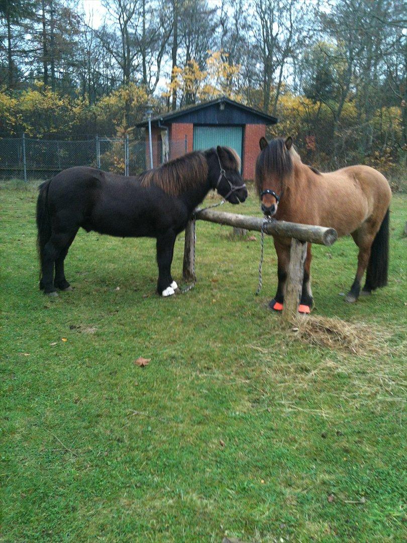 Islænder sleipnir fra Kastanjely (R.I.P) billede 10