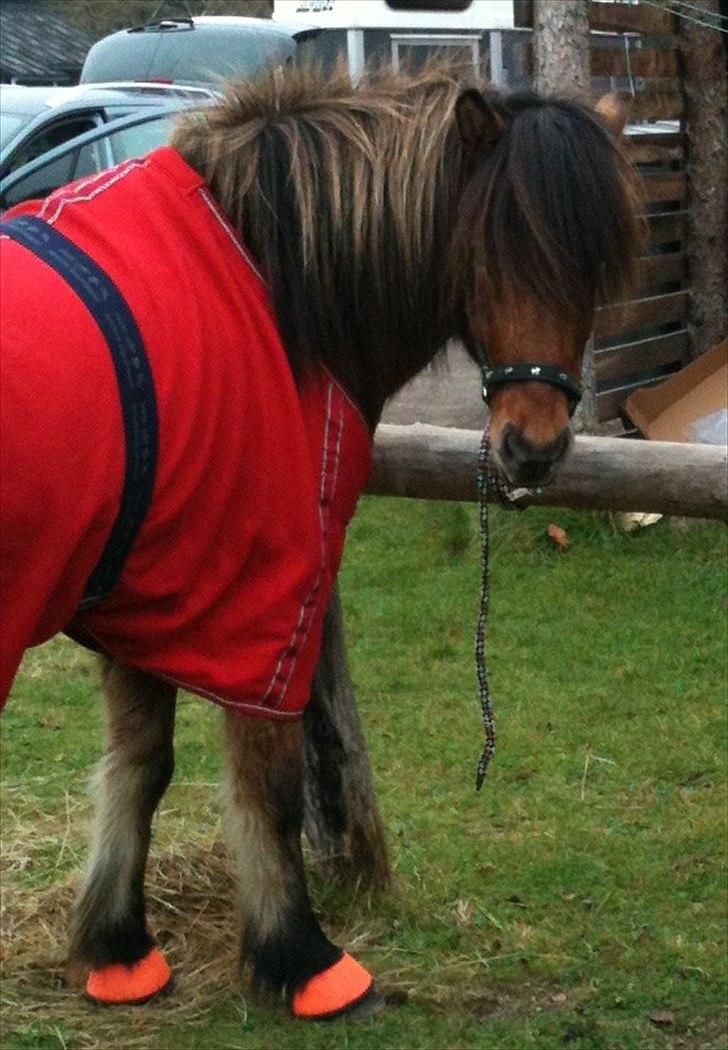 Islænder sleipnir fra Kastanjely (R.I.P) billede 2