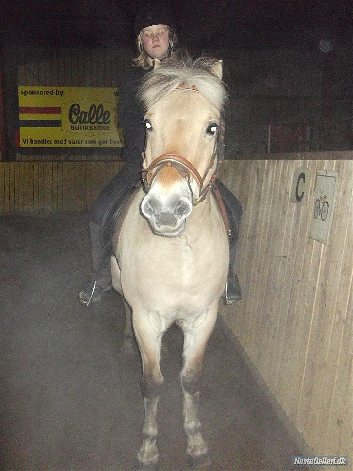 Fjordhest Buller billede 14