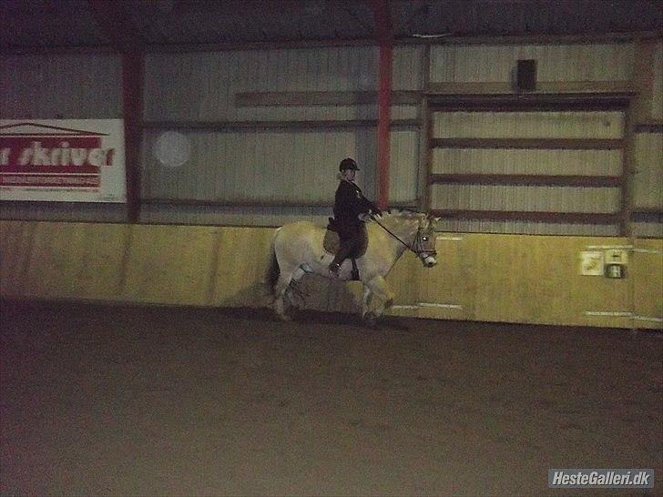 Fjordhest Buller billede 15