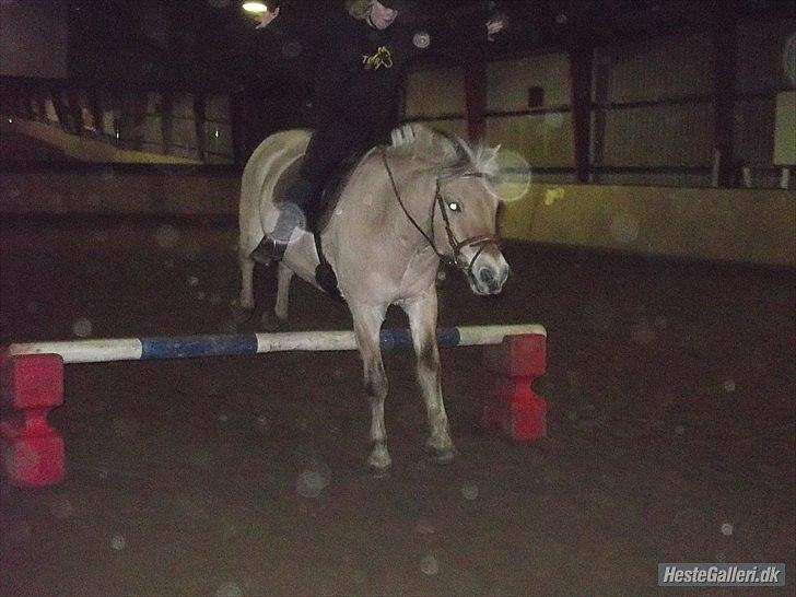 Fjordhest Buller billede 18