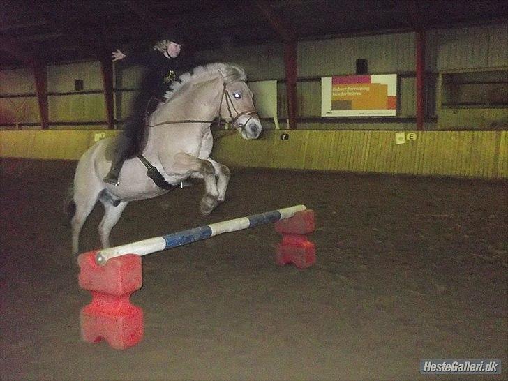 Fjordhest Buller billede 19