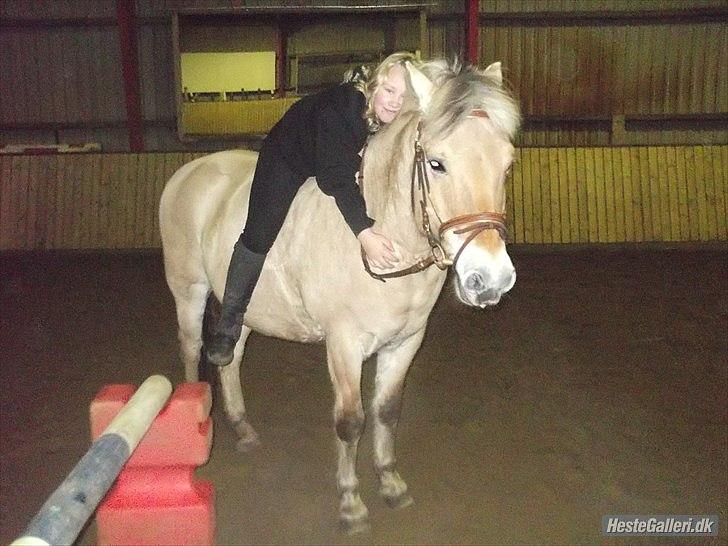 Fjordhest Buller billede 20