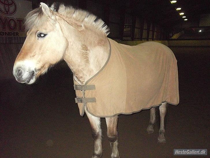 Fjordhest Buller billede 8