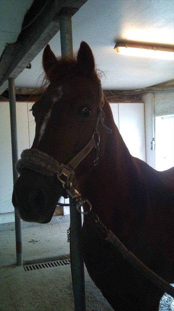 DSP Zoé Bredager - Zoé der har fået øje på noget. :) billede 1