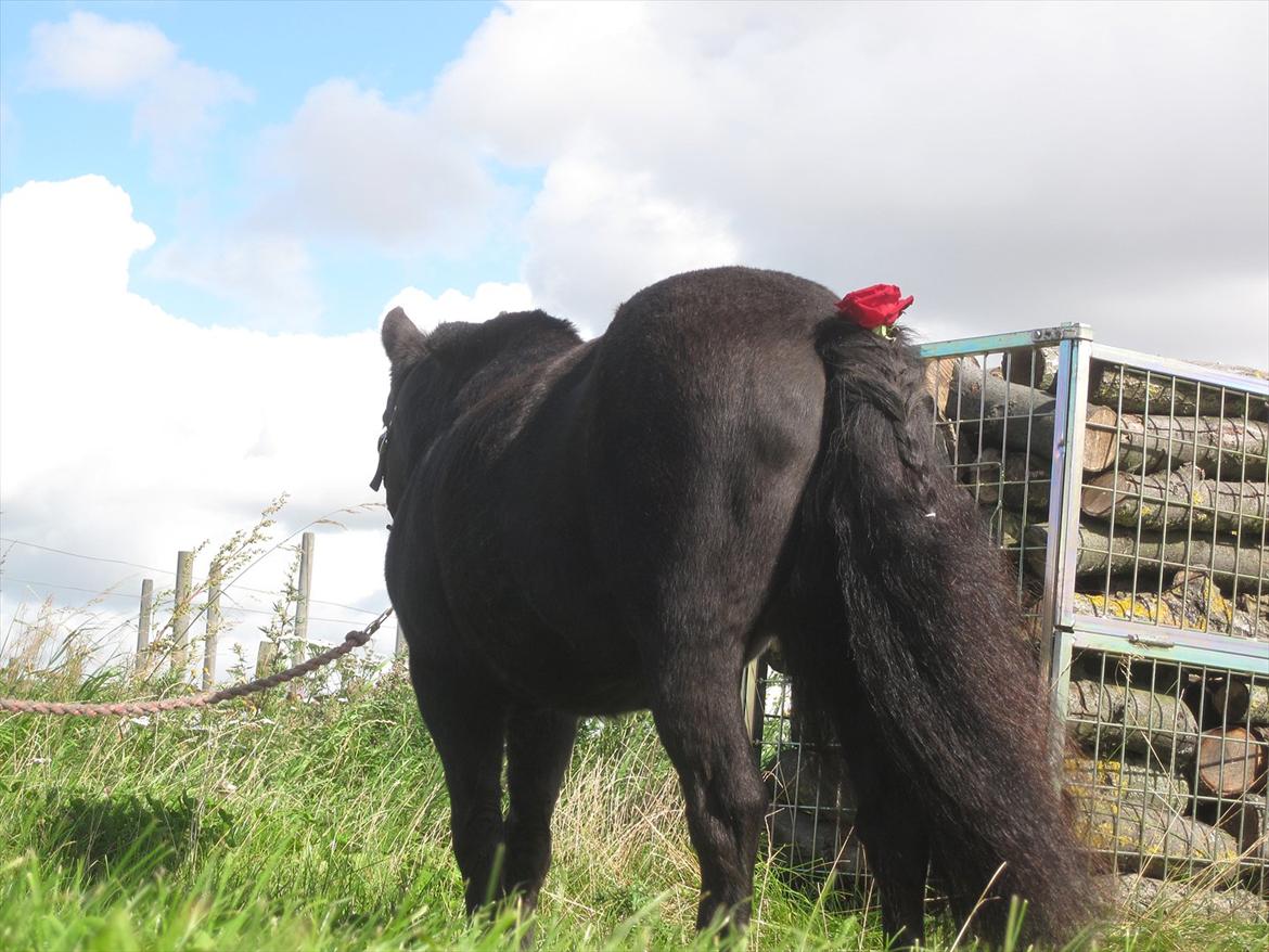 Shetlænder Claus † RIP † 10/9-11:( - Tak For Kigget!:'-) billede 14