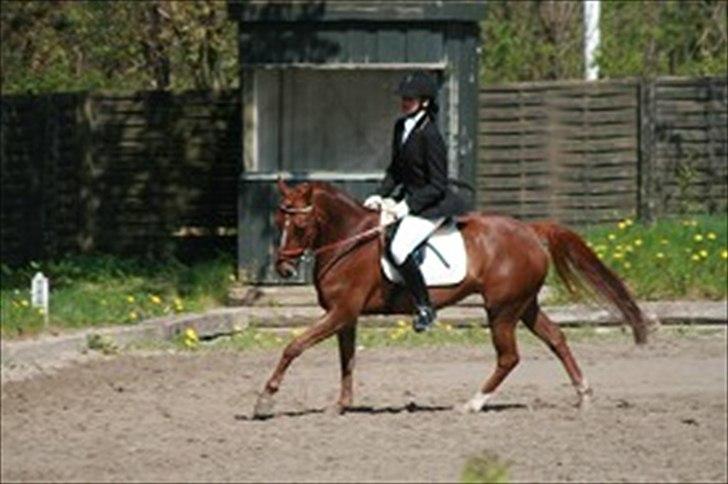 DSP Zoé Bredager - Selvom hun er spring pony kan hun også gå dressur. :) billede 3