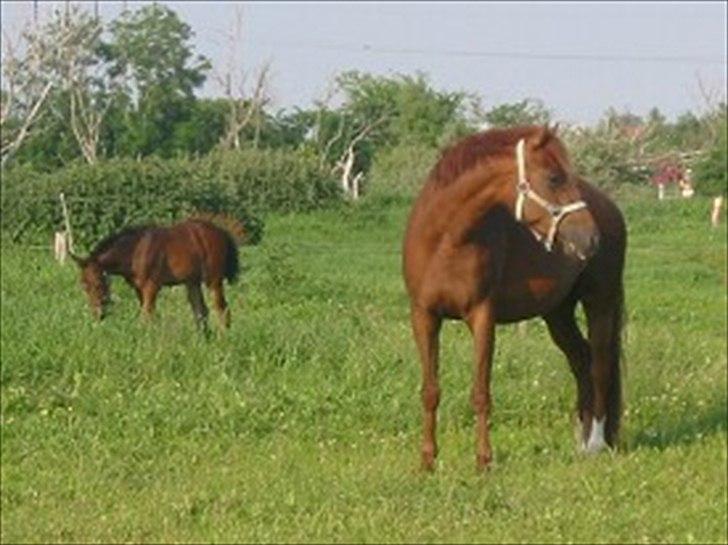 DSP Zoé Bredager - Zoé på fold. :) billede 4