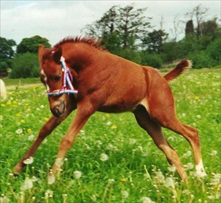 DSP Zoé Bredager - Alle dør, men det er ikke alle der lever livet. <3 billede 5