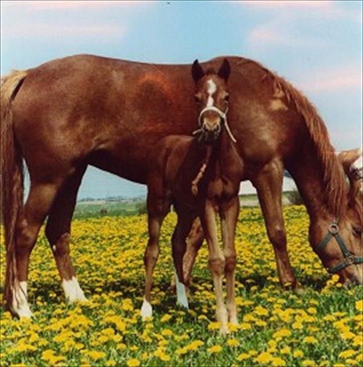 DSP Zoé Bredager - Zoé, som føl. :) billede 6