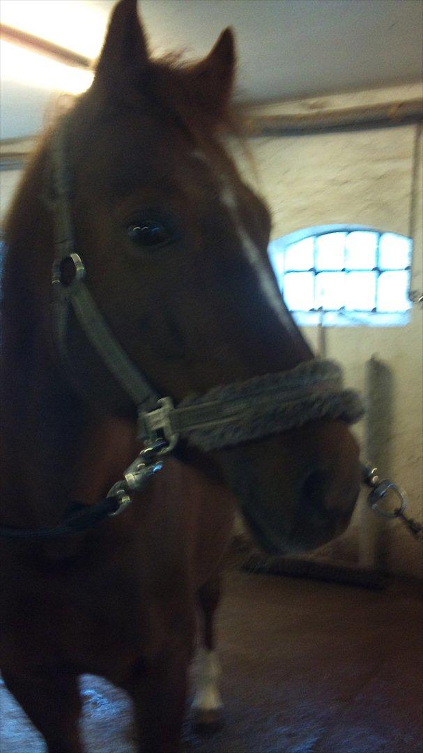 DSP Zoé Bredager - Zoé på staldgangen. :)  billede 7