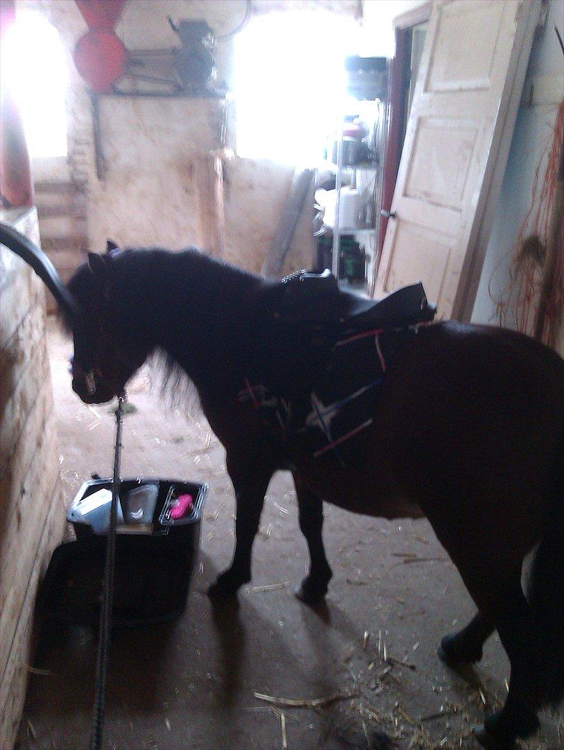 Shetlænder Smilled's Emma - velkommen til min lille piges profil :D billede 1