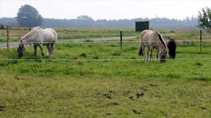 Shetlænder Smilled's Emma - første dag hjemme hos os på græs :*  billede 2