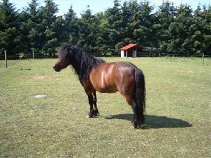 Shetlænder Smilled's Emma - da vi var ude og kigge på hende  billede 3