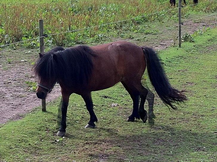 Shetlænder Smilled's Emma - igen billede 4