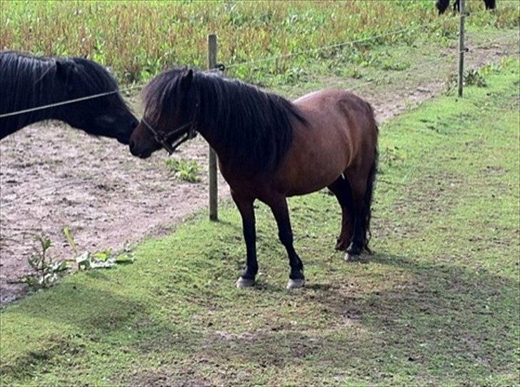 Shetlænder Smilled's Emma - igen billede 5
