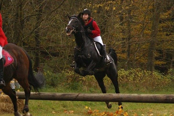 Anden særlig race Rosalin *Gl. part* billede 2