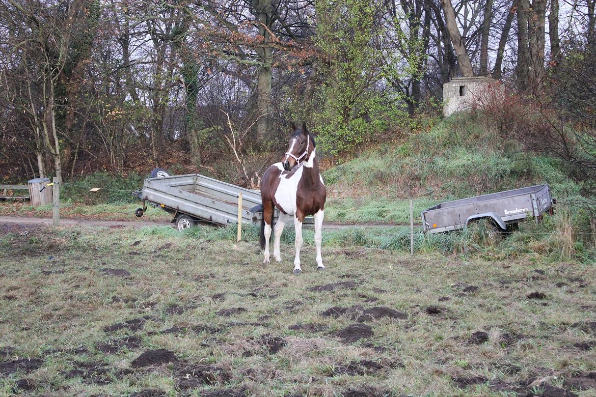 Anden særlig race Spirit Of Sapana billede 11