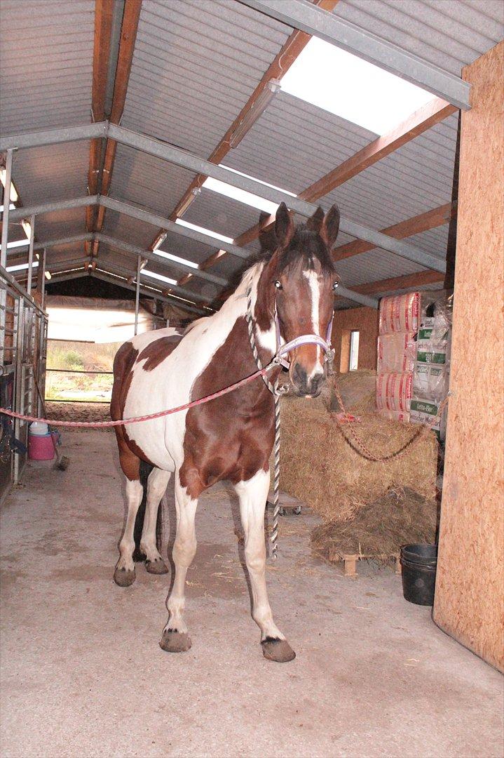 Anden særlig race Spirit Of Sapana billede 4