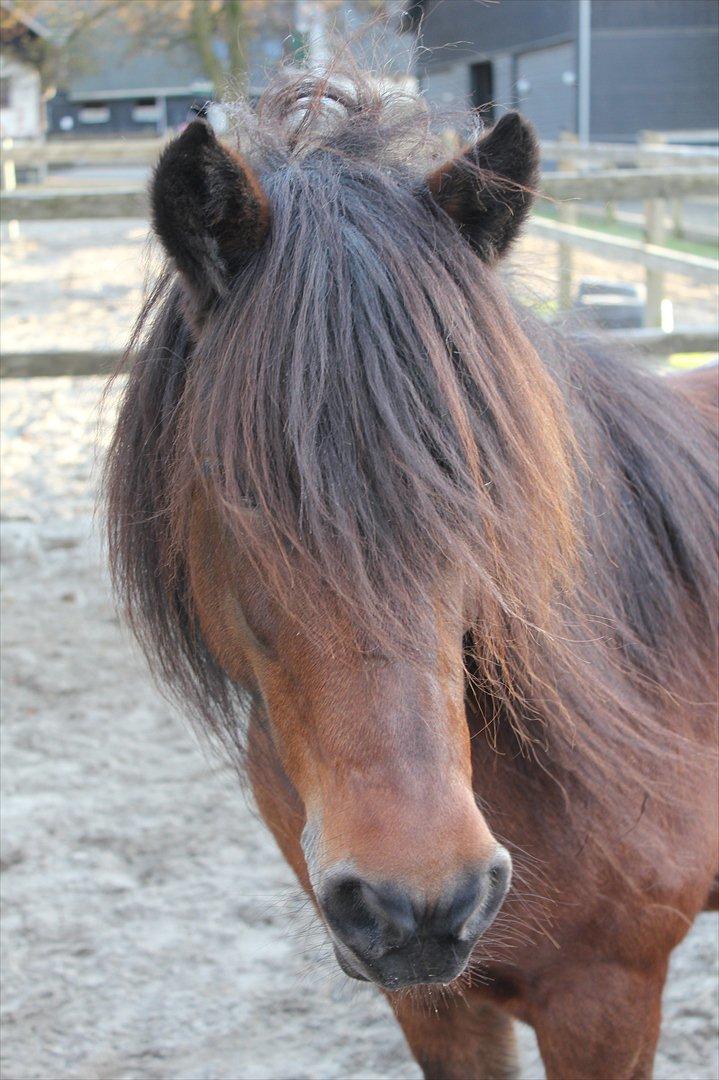 Islænder Katla fra Grastenhus - Min lille baby, jeg elsker dig forevigt og altid <3  billede 1