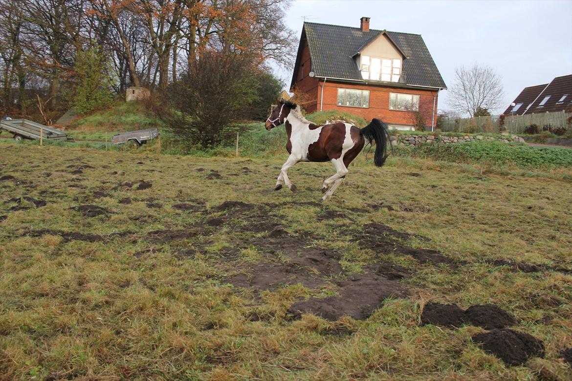 Anden særlig race Spirit Of Sapana billede 5