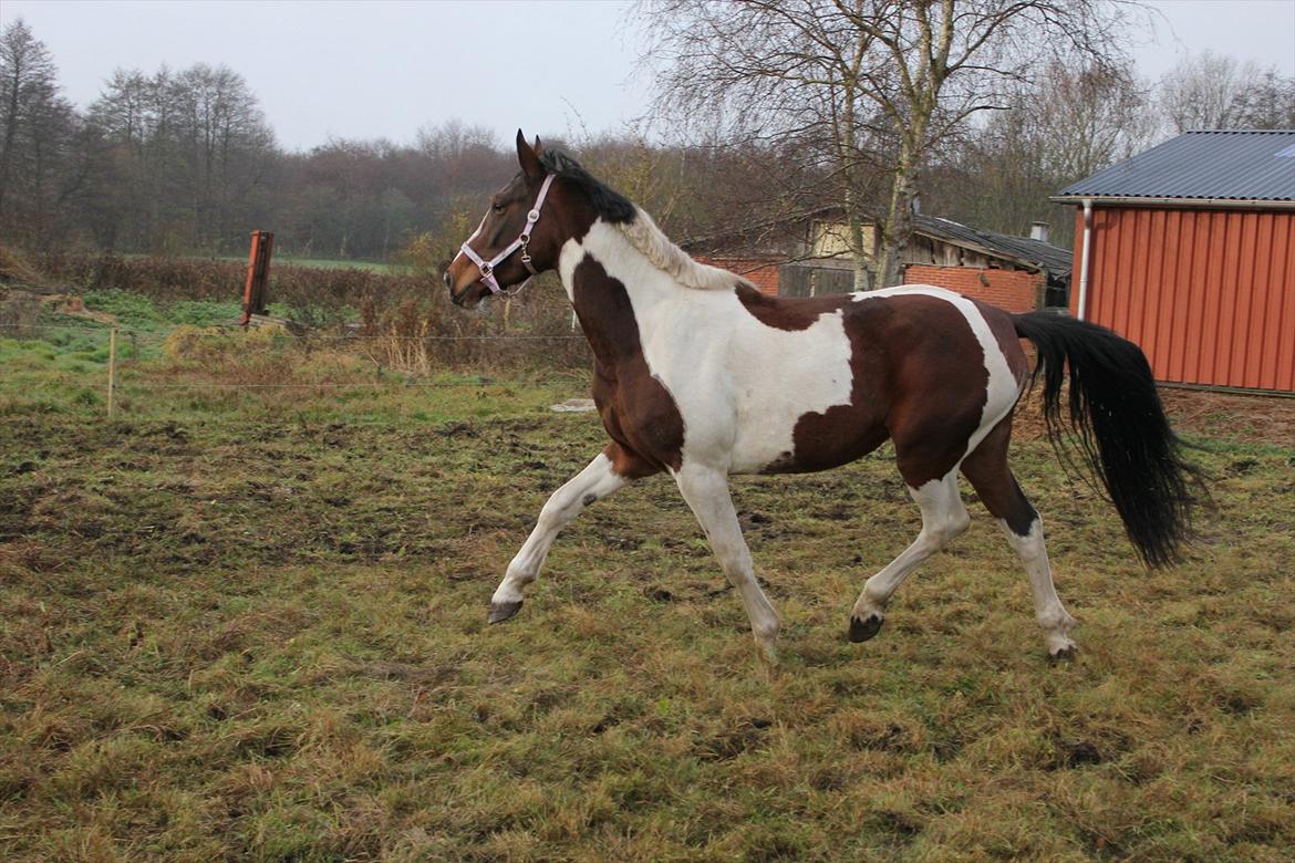 Anden særlig race Spirit Of Sapana billede 7