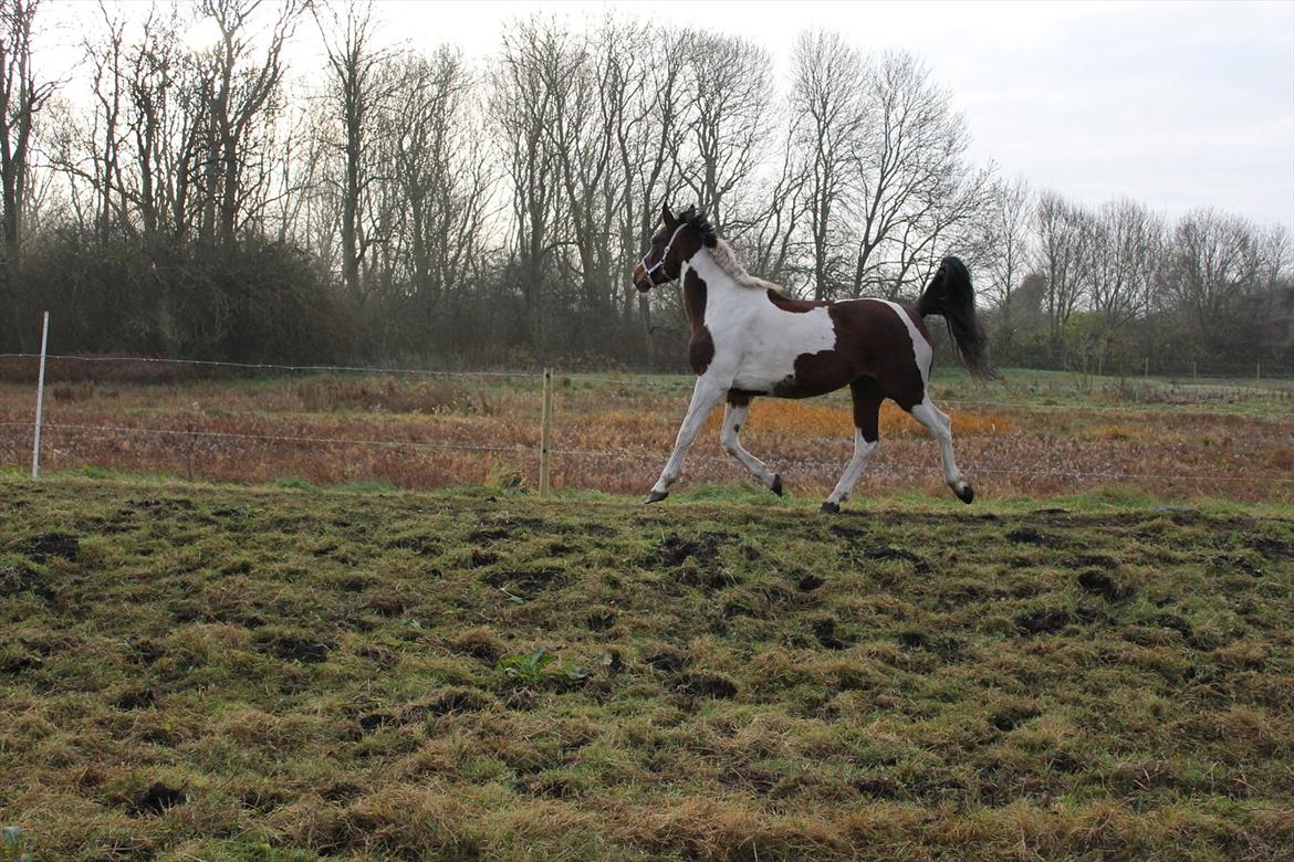 Anden særlig race Spirit Of Sapana billede 6