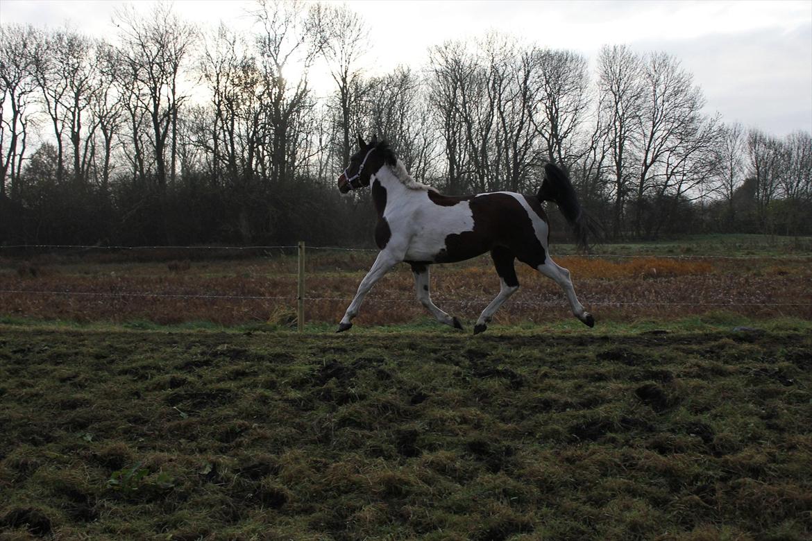 Anden særlig race Spirit Of Sapana billede 8