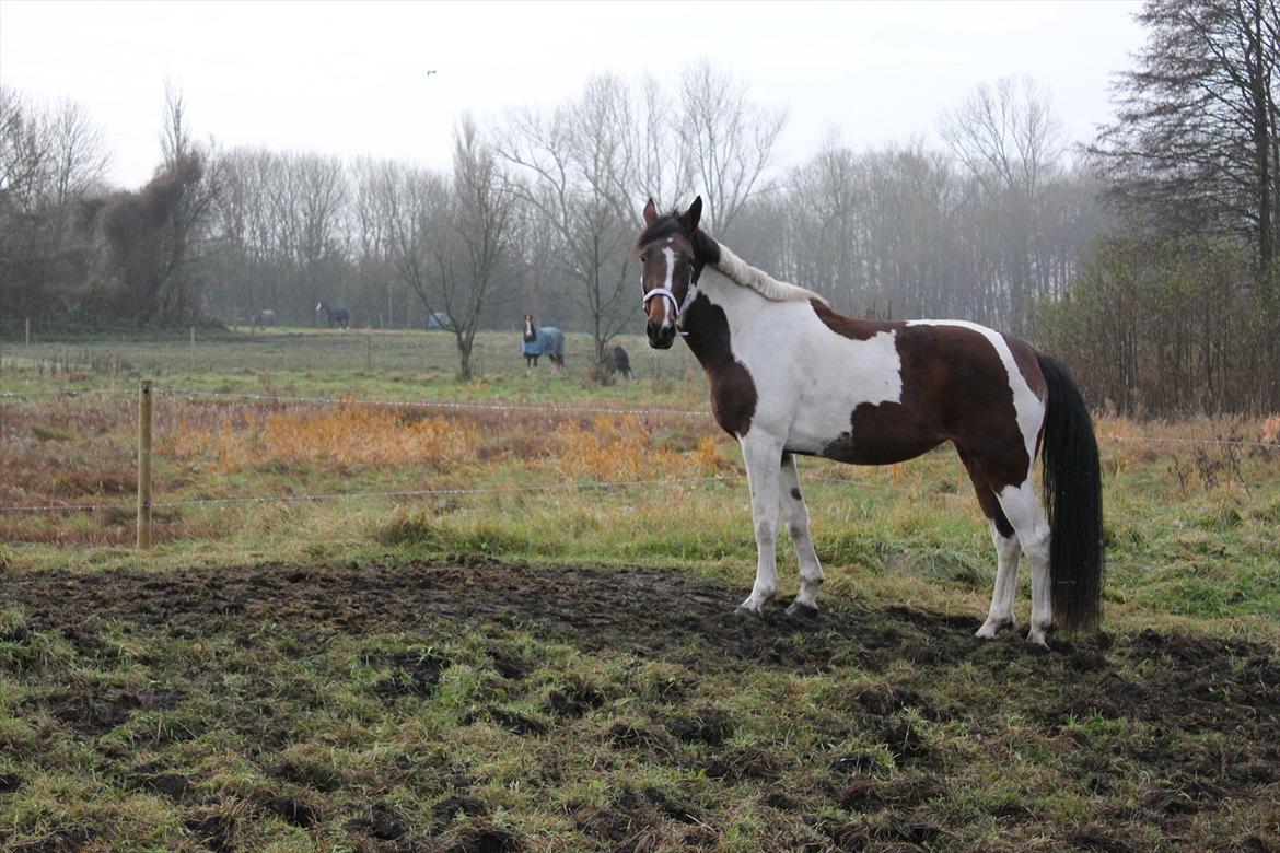 Anden særlig race Spirit Of Sapana billede 9