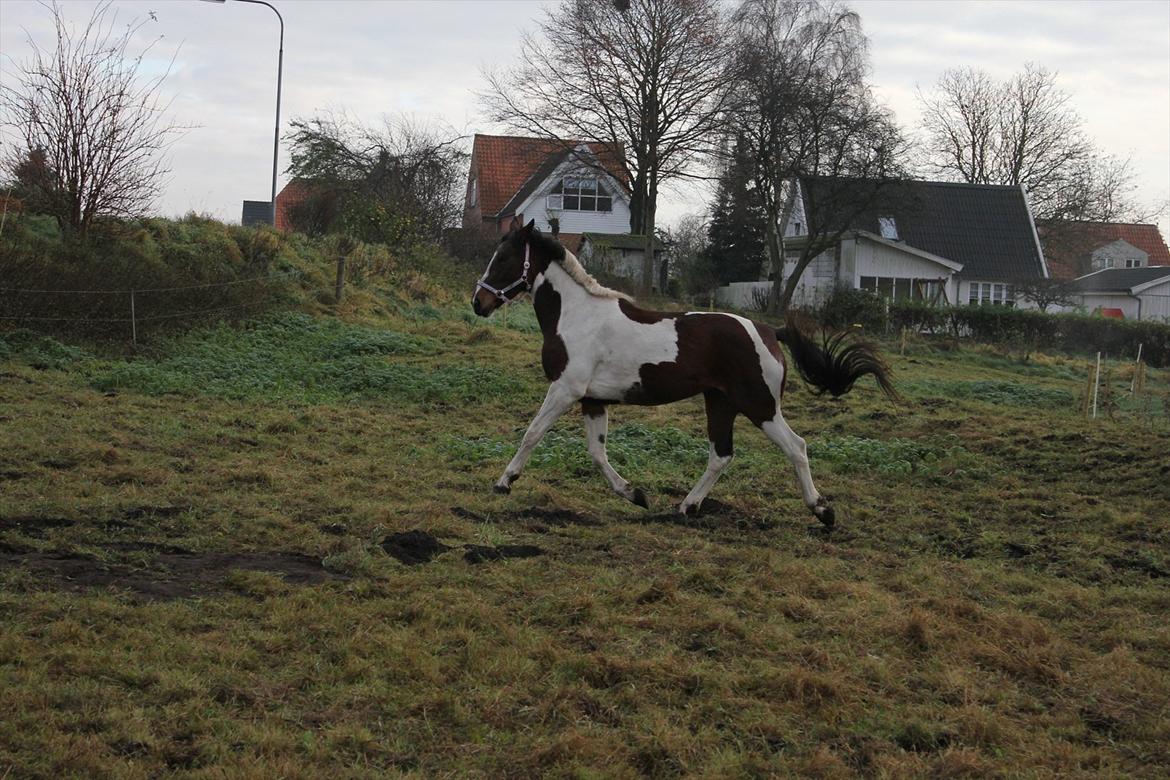 Anden særlig race Spirit Of Sapana billede 10