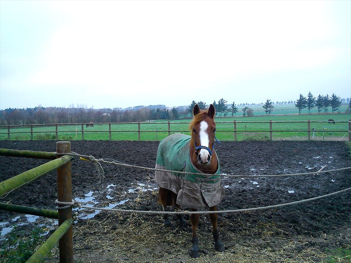 Anden særlig race Ødipus - på Katrinelund ;-) billede 3