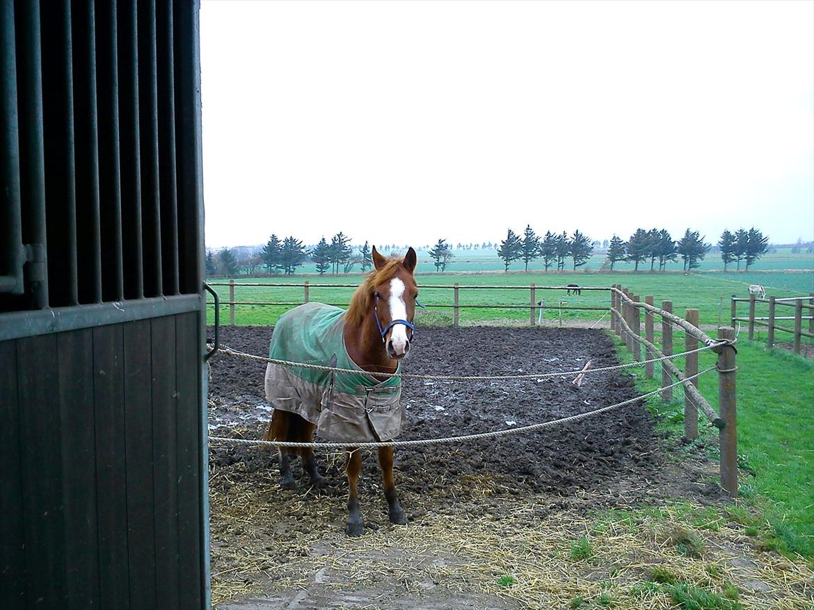 Anden særlig race Ødipus - på katrinelund :-) billede 4