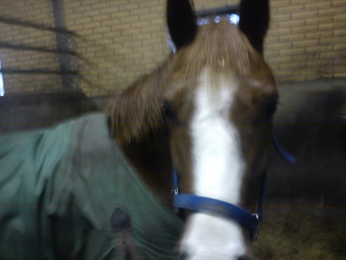 Anden særlig race Ødipus - på katrinelund ;-) billede 5