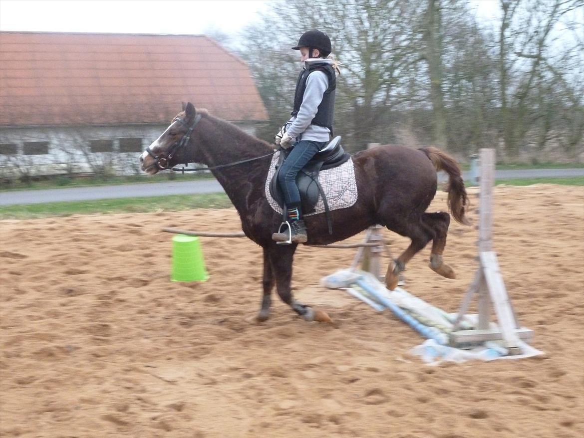 New Forest Sanchez billede 13