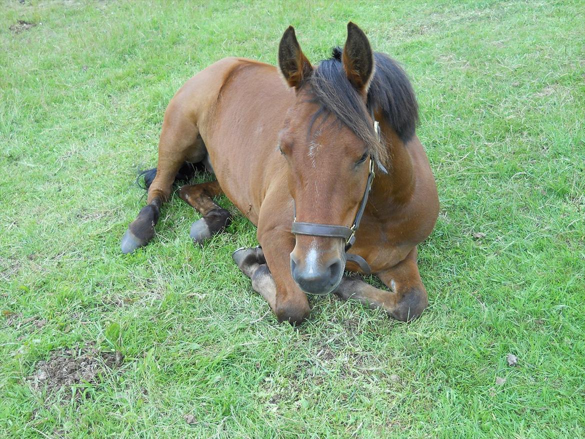 Anden særlig race Prins billede 4