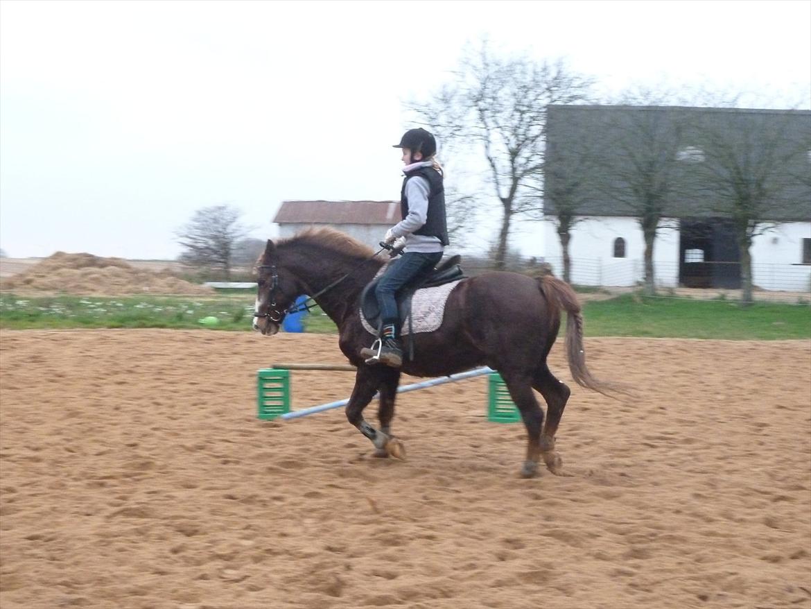 New Forest Sanchez billede 15