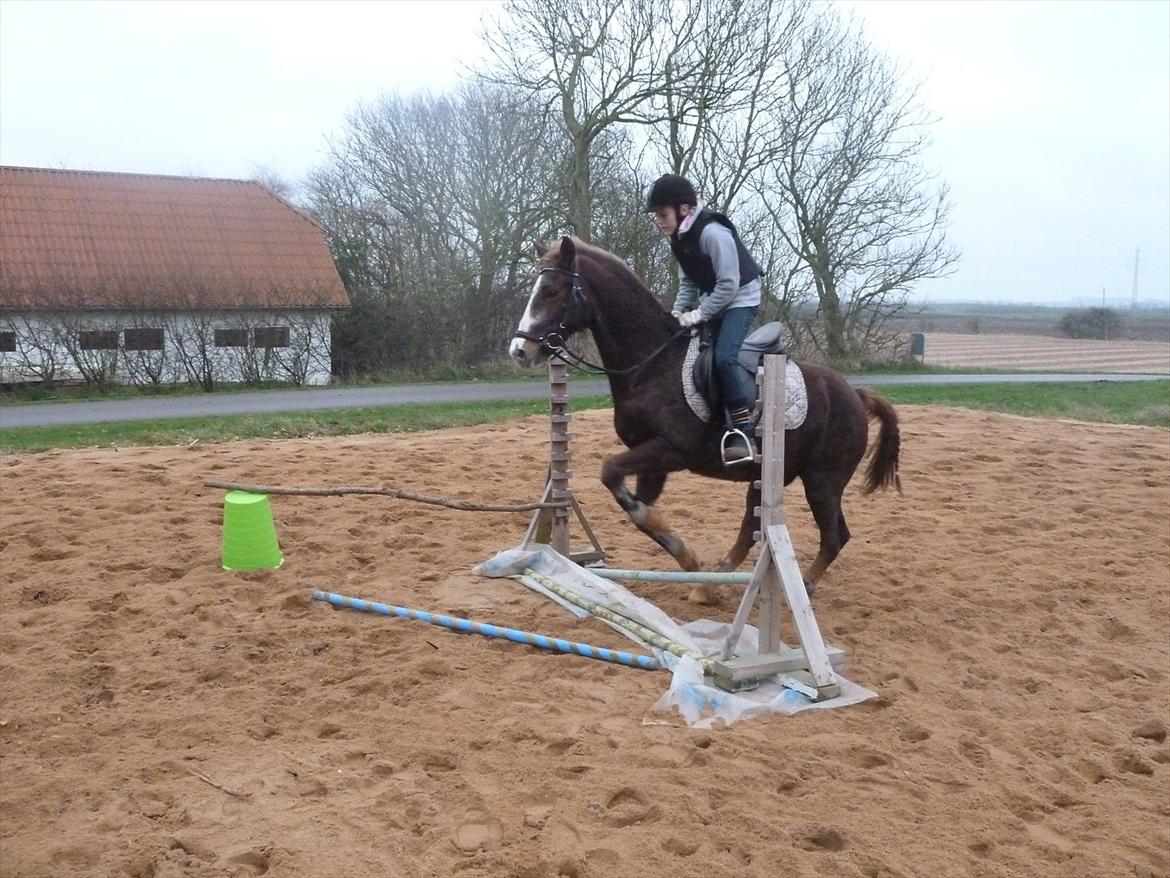 New Forest Sanchez billede 16