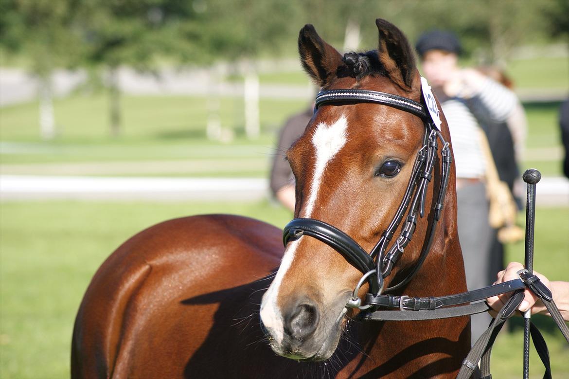 Welsh Pony (sec B) Korreborgs Pinot - velkommen til pinot billede 1