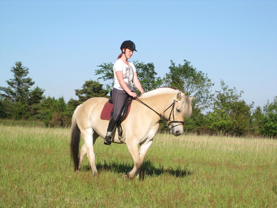 Fjordhest Fenja Drejer' Fiske (; billede 15