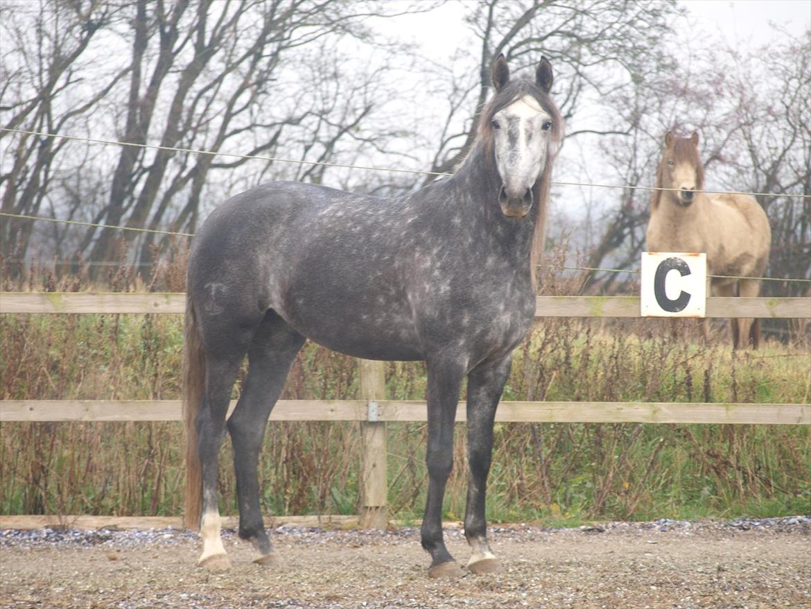 Lusitano Campeã *grand danois* billede 12